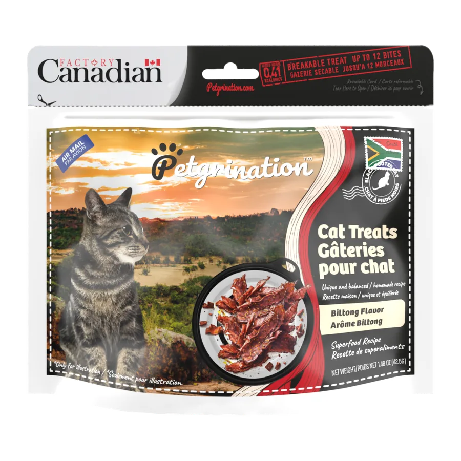Petgrination South Africa — Cat