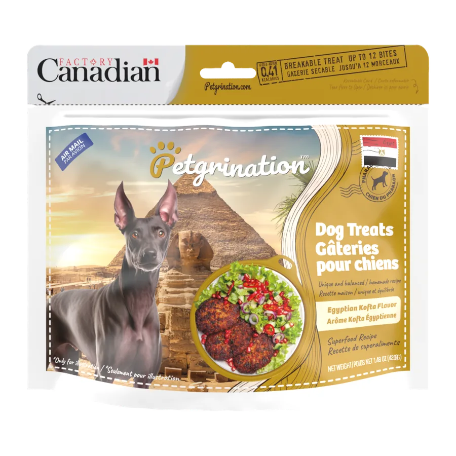 Petgrination Égypte — Chien